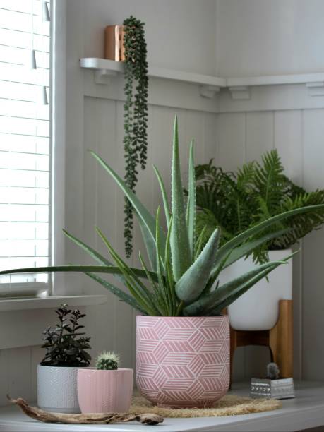 istock Group of indoor plotted plants 1254301102