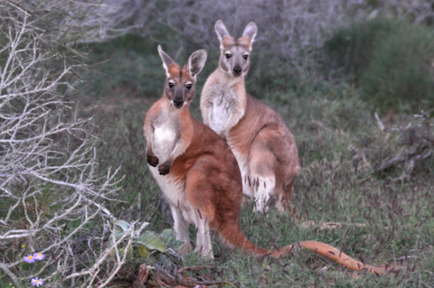 istock Two Australian red kangaroos in the outback 1254301190
