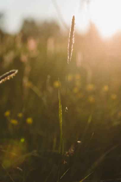 istock A fly on the field close up. 1254301216