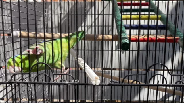 Green bird in the cage