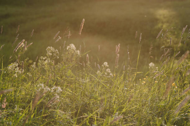 Sur le terrain au coucher du soleil. - Photo