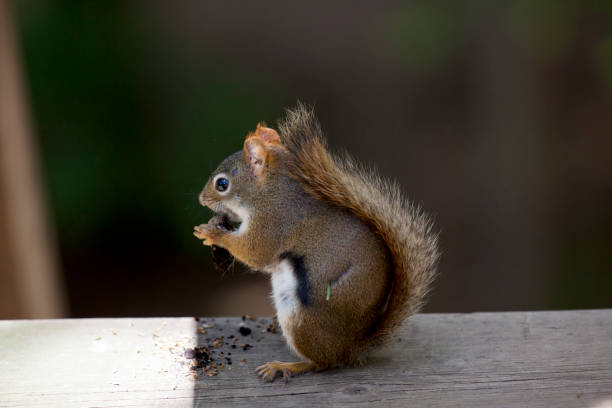 istock A squirrel having a snack on a hiking trail. 1254309461