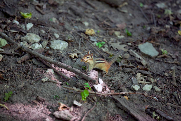 istock The antics of a chipmunk from Ontario. 1254309465