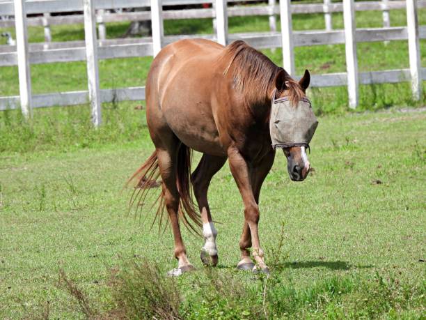 Horse - side view