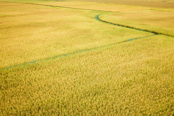 istock Paddy rice field of farmland 1254310357
