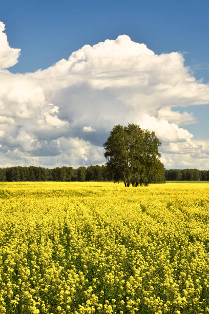 istock Blooming field of rapeseed in summer - vertically 1254311021
