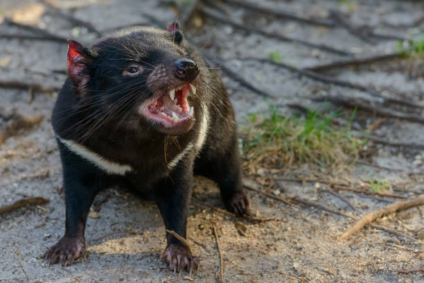 Tasmanian devil Tasmanian devil tasmanian stock pictures, royalty-free photos & images