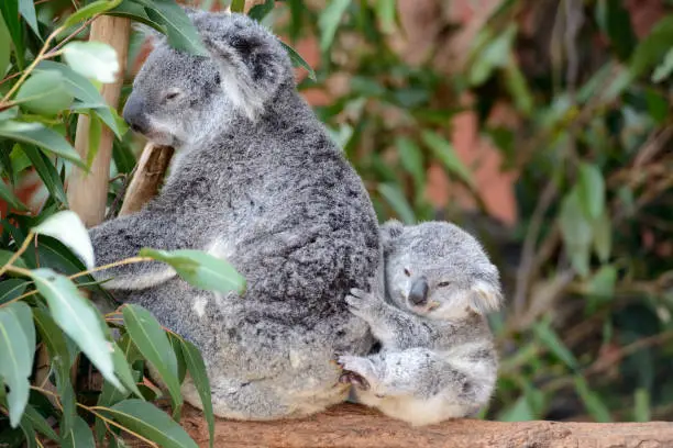Koala mum with a baby