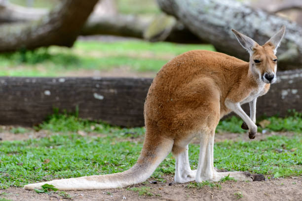 Female red kangaroo Female red kangaroo red kangaroo stock pictures, royalty-free photos & images