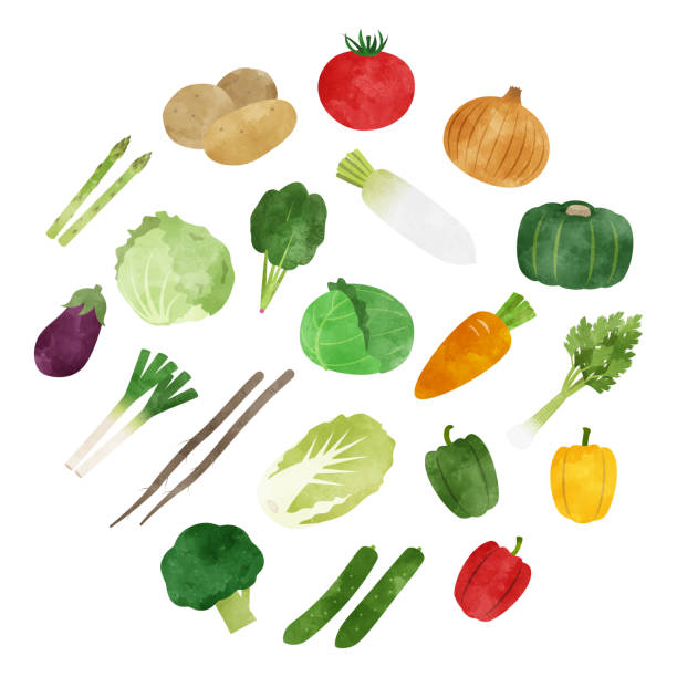 ilustrações, clipart, desenhos animados e ícones de conjunto de ícones de aquarela vegetal - onion vegetable food vector