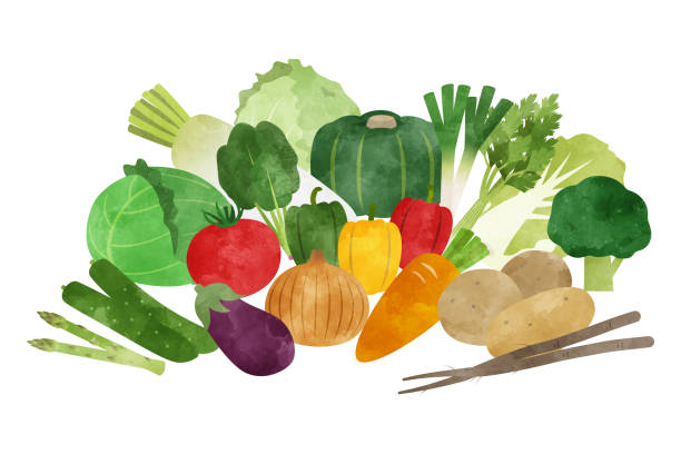 акварея роспись овощного блюда - celery vegetable illustration and painting vector stock illustrations