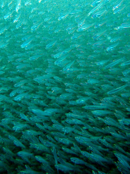 istock Sea of glass fish 1254314566