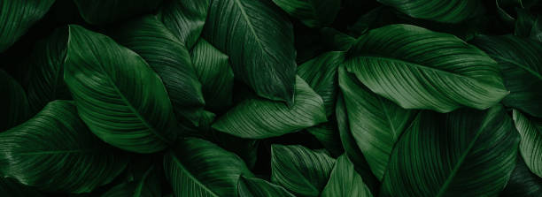 istock tropical leaves, abstract green leaves texture, nature background 1254315389