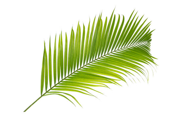 istock tropical leaves, abstract green leaves texture, nature background 1254315390