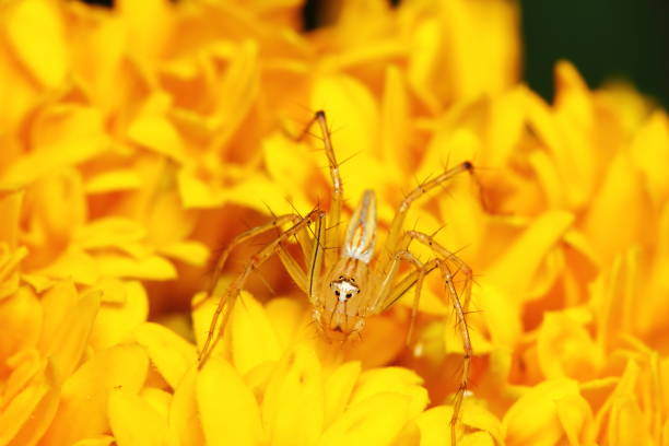 istock Macro Photography of Jumping Spider 1254315604