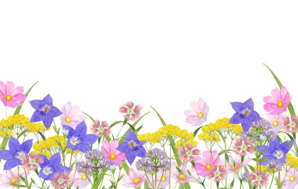 aquarell japanische herbstblumen - prachtnelke stock-grafiken, -clipart, -cartoons und -symbole