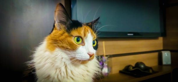 istock Kitten Watching Something in the House 1254316416