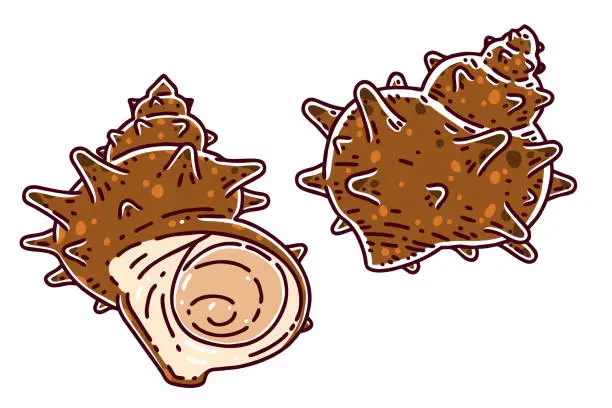 Vector illustration of Turban shell (Conch). Sora, horn sora illustration.