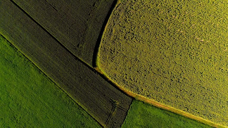 Green fields in aerial view. We can see agricultural fields all over the rural area - drone view
