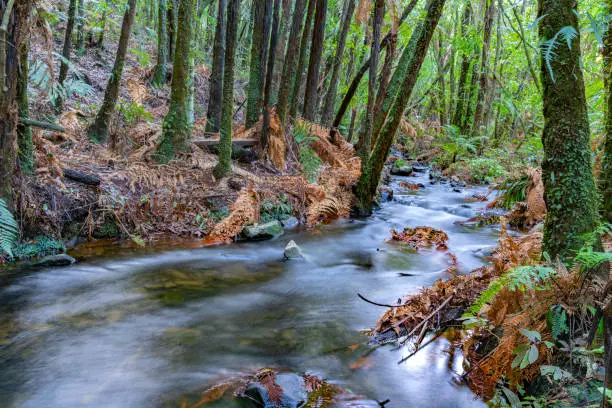 Photo of Pakoka River flowing through New Zealand natural bush to Bridal Fall in countyside outside Raglan on west coast North Island.