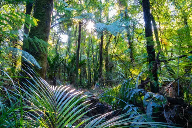 Photo of Sun bursts through New Zealand natural bush on track to Bridal Fall in countyside outside Raglan on west coast North Island.