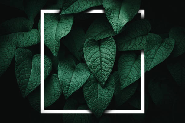 istock Close up tropical nature green leaf with white frame abstract background. Copy space ecology environment and travel adventure concept. 1254319846