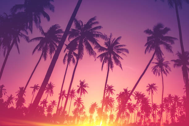 istock Copy space of silhouette tropical palm tree with sun light on sunset sky and cloud abstract background. 1254319855