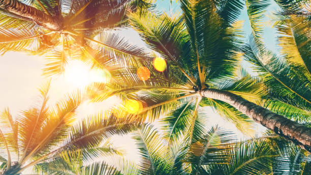 istock Copy space of silhouette tropical palm tree with sun light on sunset sky and cloud abstract background. 1254319875