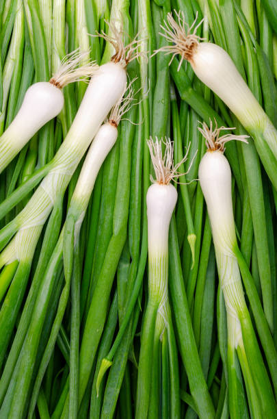 istock Background green onion leaves. 1254321063