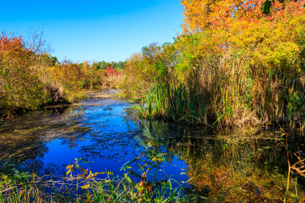 istock Autumn landscape with small river and colorful fall trees 1254323305