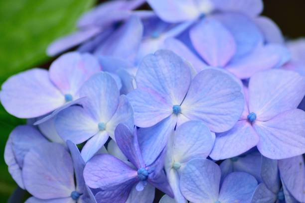 istock Macro details of blue hydrangea flowers 1254324888