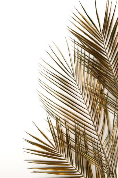istock Gold palm leaves frame isolated on a white background. top view. copy space. abstract. 1254326856