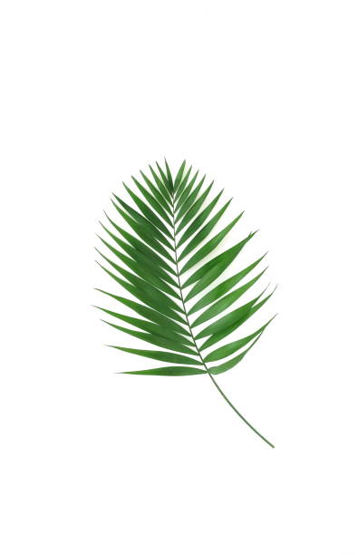 istock green palm leaf isolated on a white background . top view.copy space.abstract. 1254327765