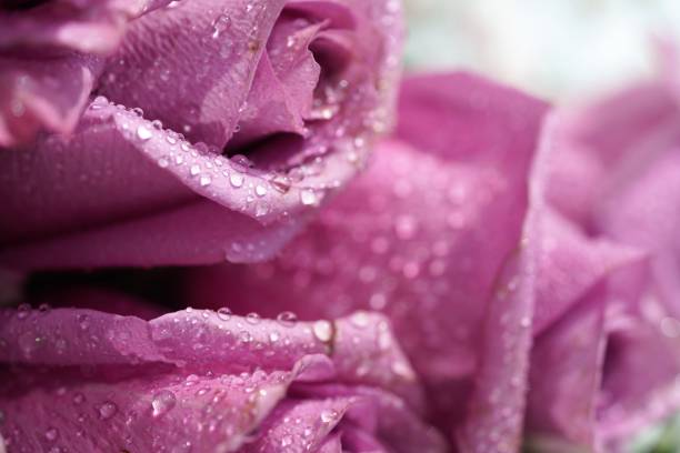 Pink roses buds with water drops