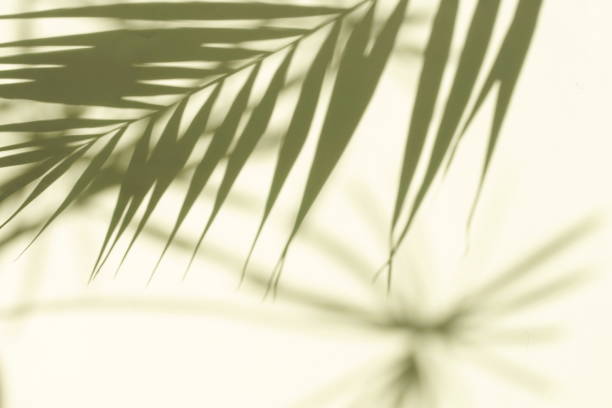istock Abstract shadow background banner of natural palm leaves tree branch falling wall texture for background and wallpaper. 1254327943