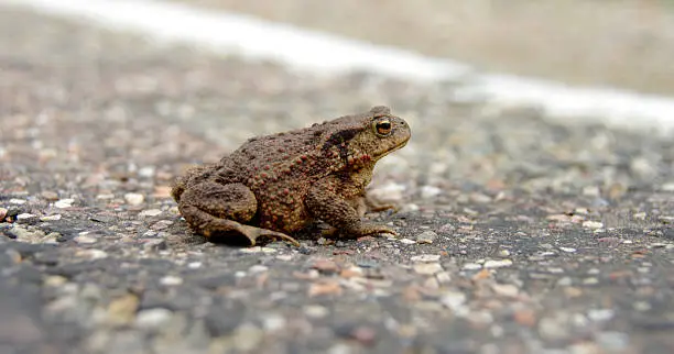 toad, crossing the road