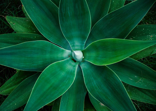istock Vibrant green agave plant 1254329153
