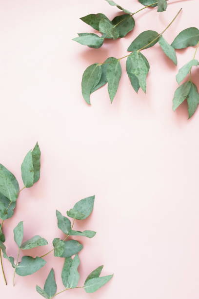 istock green eucalyptus leaves frame on a pastel pink color background. flat lay, top view. copy space 1254330174