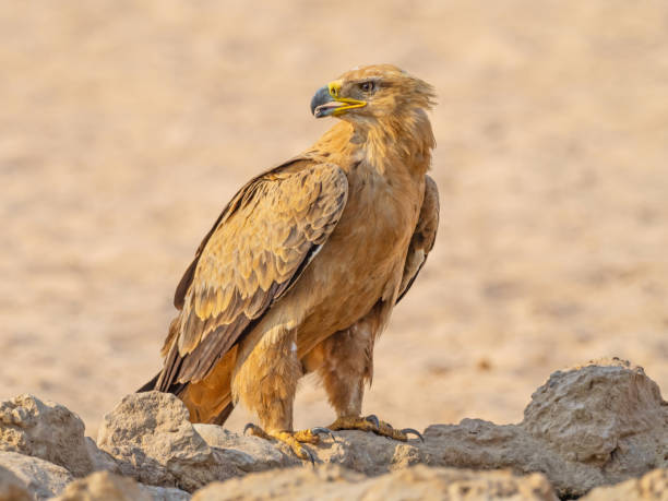 istock Tawny Eagle in the Kalahari 1254330743