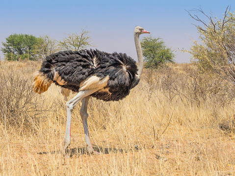 A Common Ostrich in the arid Kgalagadi Transfrontier Park straddling South Africa and Botswana.