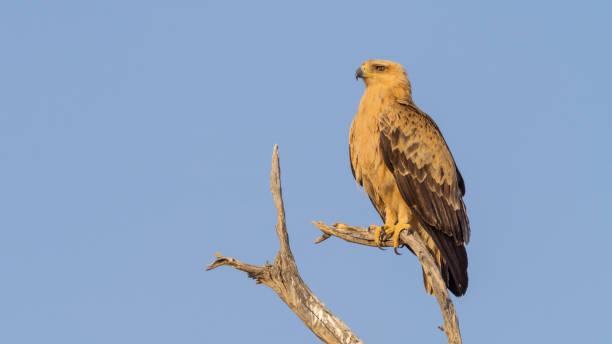 istock Perched Tawny Eagle in the Kalahari 1254330745