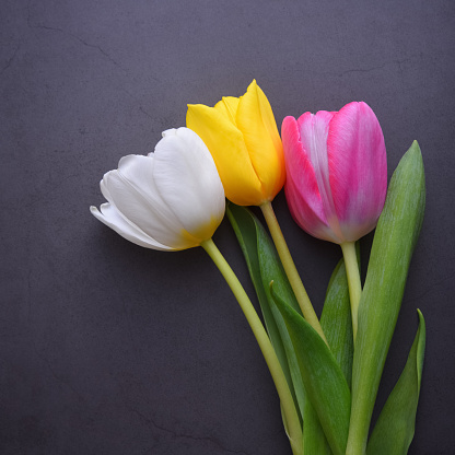 A beautiful bright bouquet of multi-colored tulips in close-up against a dark gray stucco wall