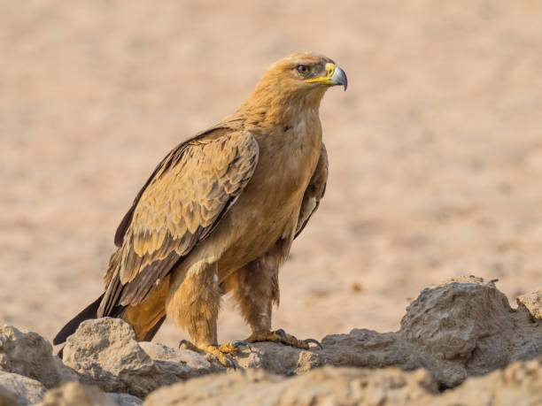 istock Tawny Eagle in the Kalahari 1254334272