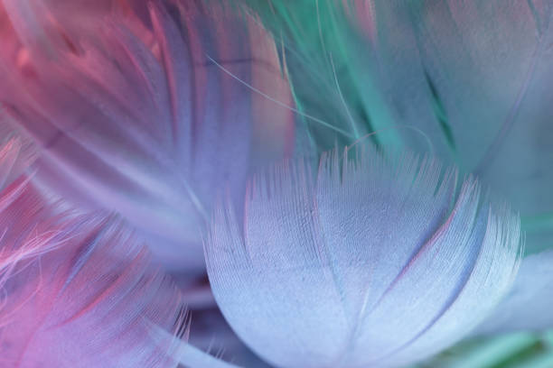 istock Exotic texture feathers background close up. Gray, blue feathers pattern for your design. Macro photography view. 1254334316