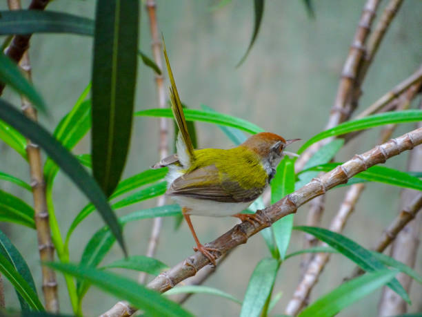 istock THE BIRD IN THE BUSH 1254335117