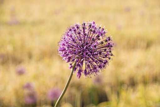Thick purple flower heads are the trademark of the giant leek. They stretch their heads high above the field.