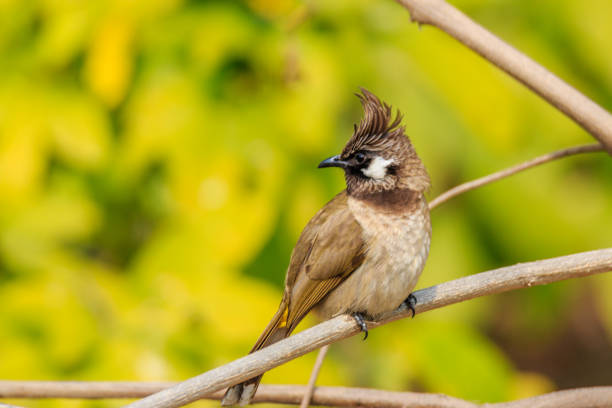 bulbul do himalaia - 5611 - fotografias e filmes do acervo