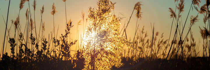 Close-up of reeds backlit by the sun during sunset