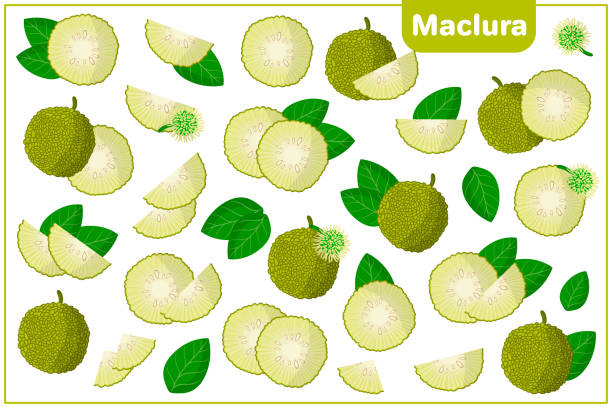 Set of vector cartoon illustrations with Maclura exotic fruits, flowers and leaves isolated on white background Set of vector cartoon illustrations with whole, half, cut slice Maclura exotic fruits, flowers and leaves isolated on white background maclura pomifera stock illustrations