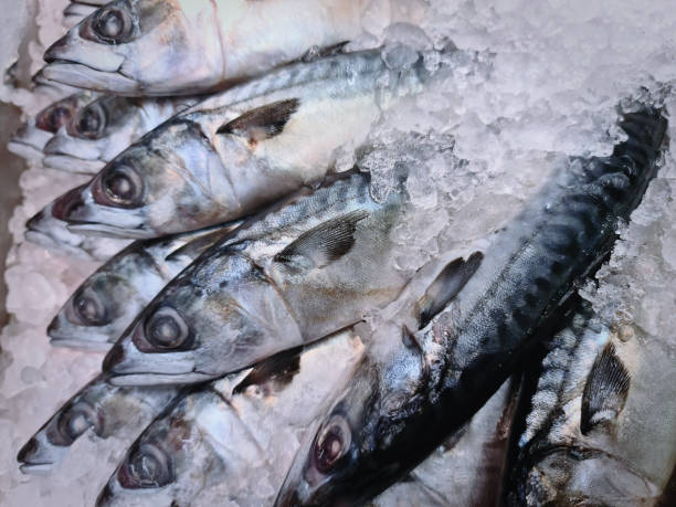 istock Close-up Fresh Saba Mackerel Fish in Pile of Ice with Selective Focus 1254341223